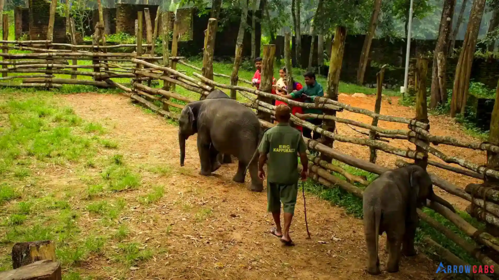Kottur Elephant Rehabilitation Center Trivandrum – elephant sanctuary in Kerala forests