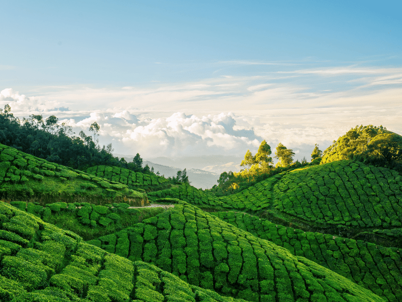 best munnar tea estates